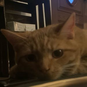 Meet your Posher, Keira